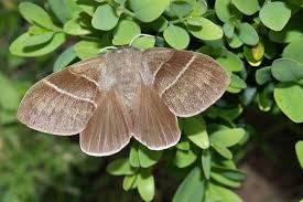 Attēlu rezultāti vaicājumam “Macrothylacia rubi”