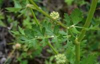 Attēlu rezultāti vaicājumam “Libanotis montana”