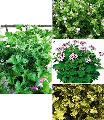 Attēlu rezultāti vaicājumam “Licea pusilla sessile”