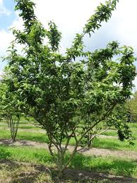 Attēlu rezultāti vaicājumam “Mespilus germanica”