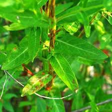 Attēlu rezultāti vaicājumam “Lythrum salicaria leaf”