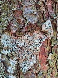 Attēlu rezultāti vaicājumam “Mycoblastus sanguinarius”