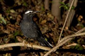 Image result for Zoothera sibirica