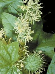 Attēlu rezultāti vaicājumam “Echinocystis lobata flower”