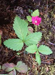 Attēlu rezultāti vaicājumam “Rubus arcticus flower”
