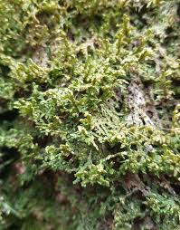 Attēlu rezultāti vaicājumam “Porella platyphylla”