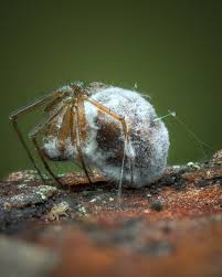 Attēlu rezultāti vaicājumam “Trichia crateriformis”