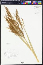 Attēlu rezultāti vaicājumam “Phragmites communis fruit”