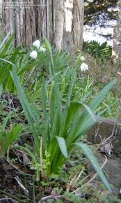 Attēlu rezultāti vaicājumam “Leucojum vernum var. vernum flower”