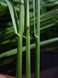 Attēlu rezultāti vaicājumam “Poa palustris leaf”