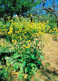 Attēlu rezultāti vaicājumam “Sinapis arvensis”