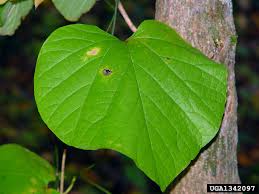 Attēlu rezultāti vaicājumam “Aristolochia durior leaf”