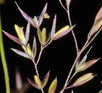 Attēlu rezultāti vaicājumam “Agrostis canina leaf”