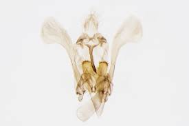 Attēlu rezultāti vaicājumam “Hypatima rhomboidella”