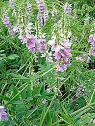 Attēlu rezultāti vaicājumam “Galega orientalis fruit”