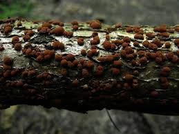 Attēlu rezultāti vaicājumam “Hypoxylon fuscum”