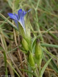 Attēlu rezultāti vaicājumam “Gentiana pneumonanthe leaf”