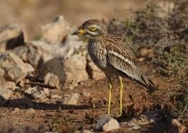 Image result for Burhinus oedicnemus