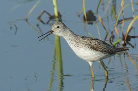 Attēlu rezultāti vaicājumam “Tringa stagnatilis adult”