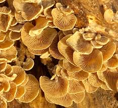 Attēlu rezultāti vaicājumam “Panellus stipticus”