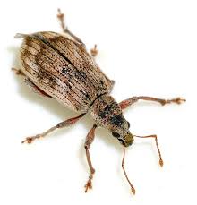 Attēlu rezultāti vaicājumam “Polydrusus tereticollis”