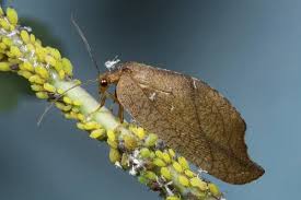 Attēlu rezultāti vaicājumam “Drepanepteryx phalaenoides”