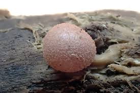 Attēlu rezultāti vaicājumam “Lycogala maculatum”