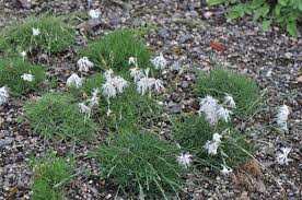 Attēlu rezultāti vaicājumam “Dianthus arenarius”