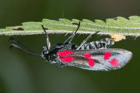 Attēlu rezultāti vaicājumam “Zygaena filipendulae exuvia”