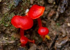 Attēlu rezultāti vaicājumam “Hygrocybe sp.”