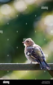 Attēlu rezultāti vaicājumam “Fringilla coelebs juvenile”