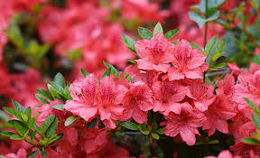 Attēlu rezultāti vaicājumam “rhododendron”