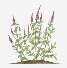 Image result for Lythrum salicaria