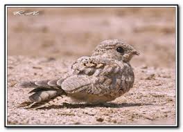 Image result for Caprimulgus aegyptius