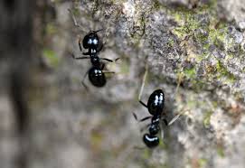 Attēlu rezultāti vaicājumam “Lasius fuliginosus”