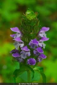 Attēlu rezultāti vaicājumam “Prunella vulgaris”