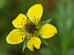 Attēlu rezultāti vaicājumam “Geum urbanum flower”