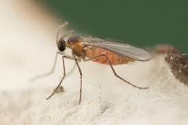 Attēlu rezultāti vaicājumam “Rabdophaga heterobia”