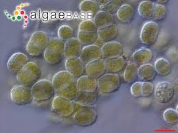 Attēlu rezultāti vaicājumam “Pleurococcus vulgaris”