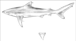 Image result for Carcharhinus obscurus