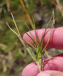 Attēlu rezultāti vaicājumam “Agrostis canina leaf”