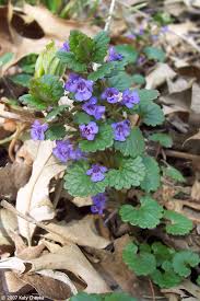 Attēlu rezultāti vaicājumam “Glechoma hederacea leaf”