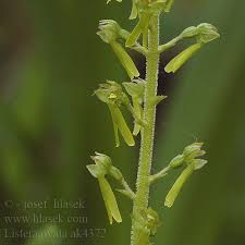 Attēlu rezultāti vaicājumam “Listera ovata bud”
