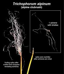 Attēlu rezultāti vaicājumam “Trichophorum alpinum”