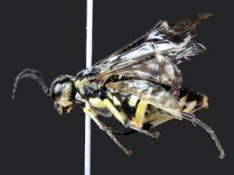 Attēlu rezultāti vaicājumam “Rhogogaster picta”