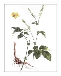 Attēlu rezultāti vaicājumam “Agrimonia pilosa flower”