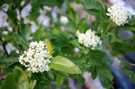 Attēlu rezultāti vaicājumam “x Sorbaronia fallax”