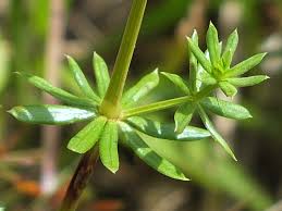 Attēlu rezultāti vaicājumam “Galium album”