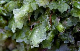 Attēlu rezultāti vaicājumam “Lophozia incisa”