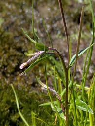 Attēlu rezultāti vaicājumam “Epilobium palustre flower”